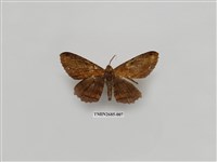 藏品(尺蛾230)的圖片